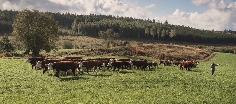 Ålandsbanken - Kaikkien lehmien nukkuessa suloisesti